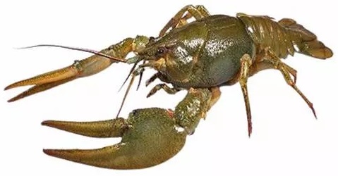 Раки 90/120 (Crayfish 90/120) живые 1кг в термобоксе