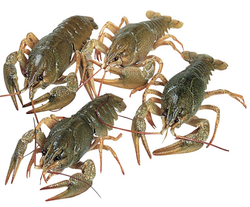 Раки 50/70 (Crayfish 50/70) живые 1кг в термобоксе
