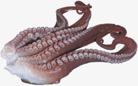 Щупальца Осьминога (Octopus Tentacles) сыро-мороженые 1кг в вакумной упаковке