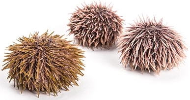 Еж морской (Sea Urchin) живой 100 гр в термобоксе