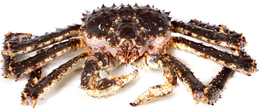 Краб Камчатский (Crab Kamchatka) живой 1кг в термобоксе